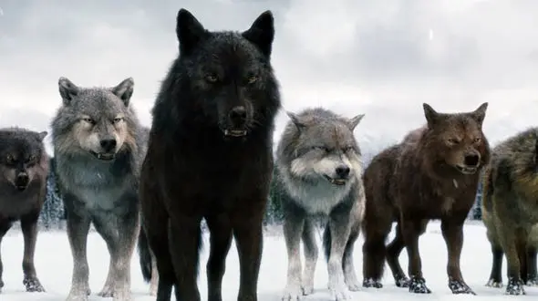 جدال دیدنی خرس با گرگ ها + فیلم 