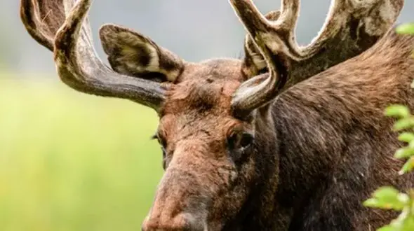 از گوزن های موس تا زندگی آرام جوجه ها با مادرشان