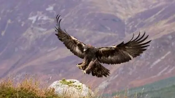 نجات عقاب گرفتار از دست کلاغ‌ها در همدان / گشت پلیس به موقع رسید