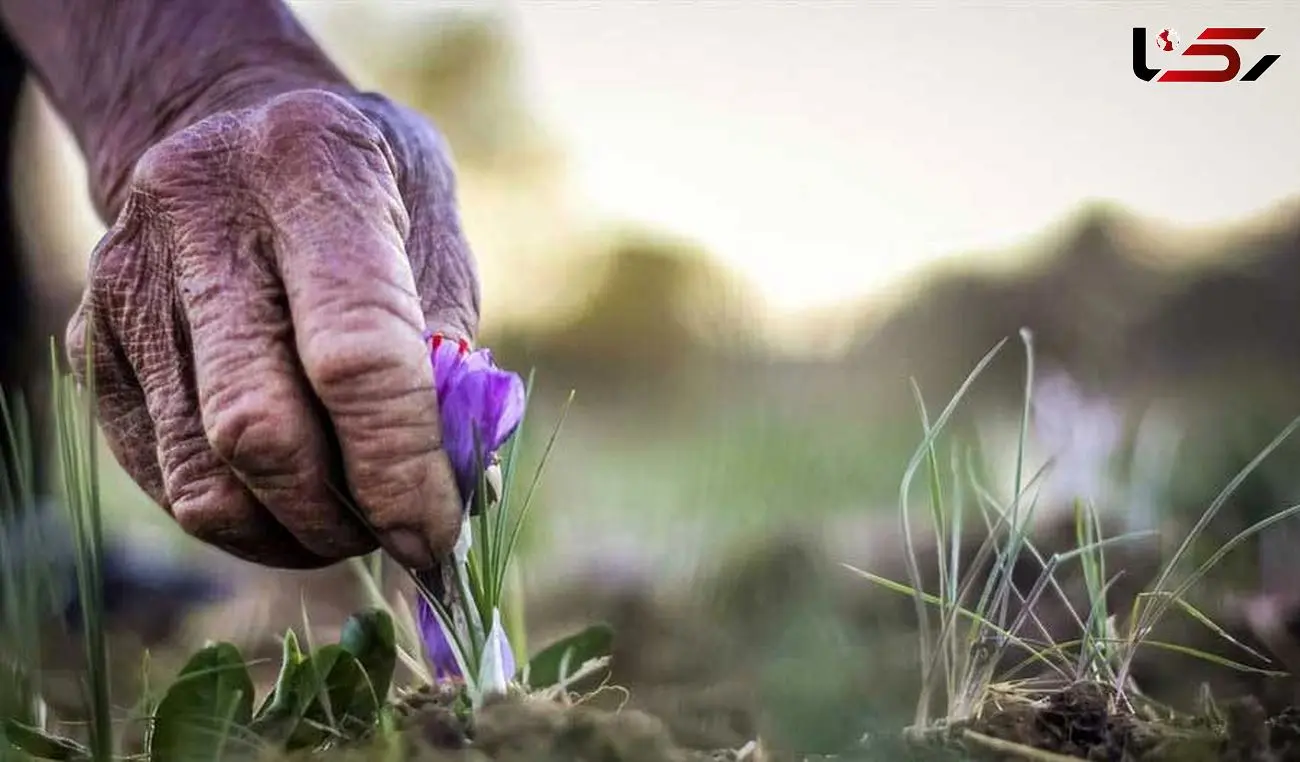 آغاز سال زعفرانی در شرق کشور/ خراسان شمالی رکورد دار بالاترین میانگین برداشت در هر هکتار 