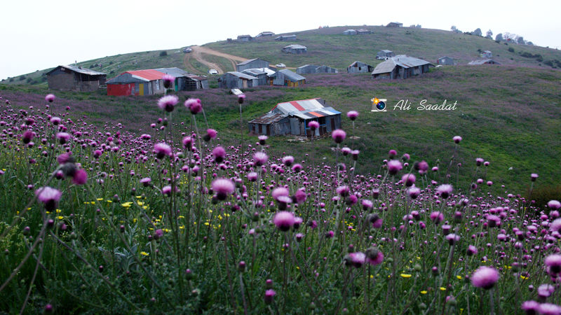 ییلاق سلانه سر