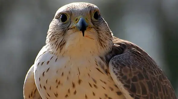 نجات یک بهله "بالابان" در شاهرود