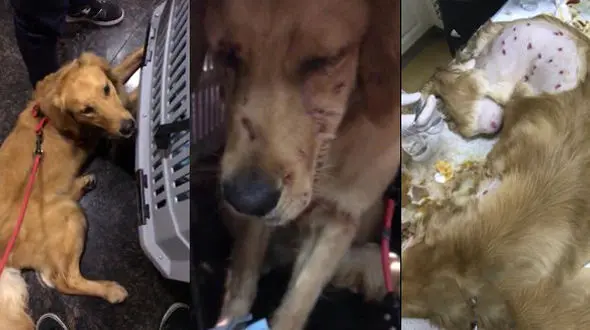 انتشار تصاویر این سگ ، باعث خشم میلیون ها کاربر اینترنت شد + عکس