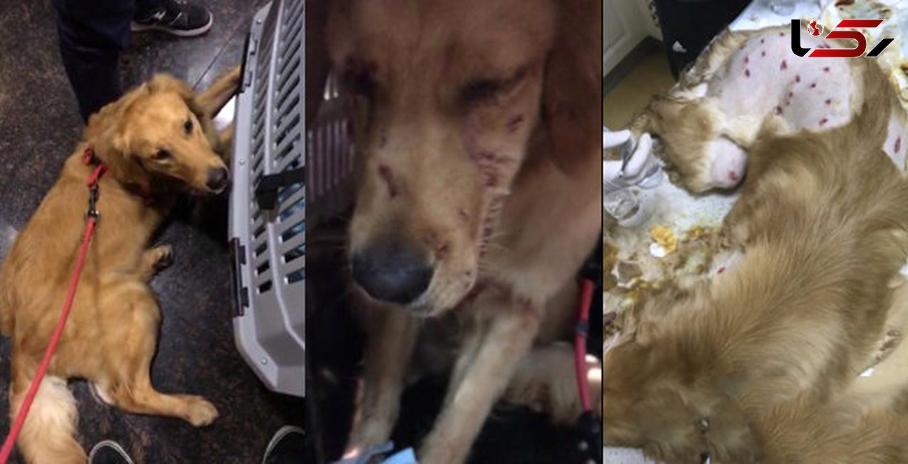 انتشار تصاویر این سگ ، باعث خشم میلیون ها کاربر اینترنت شد + عکس