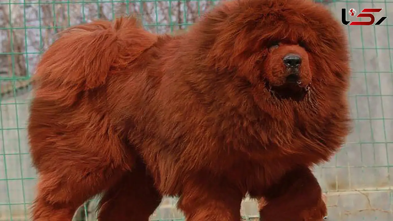 قیمت مولتی ویتامین سگ های خانگی