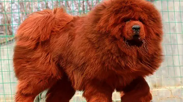 قیمت مولتی ویتامین سگ های خانگی