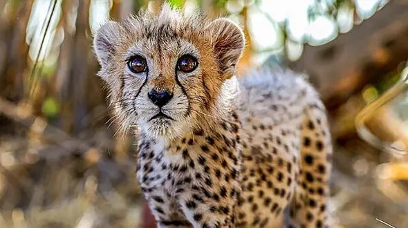 معاون سازمان محیط‌‏زیست: یک تکه پلاستیک باعث مرگ «پیروز» شد