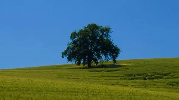 برنده ها تنها هستند