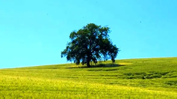 برنده ها تنها هستند