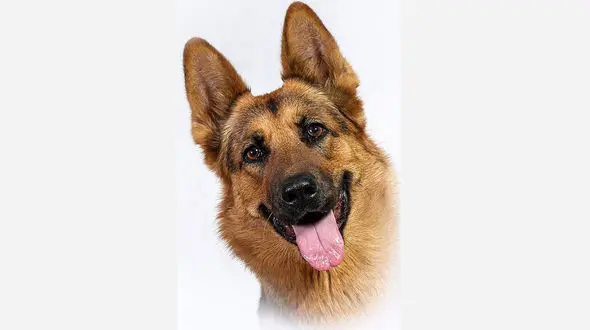 به این سگ ایرانی باید مدال طلا داد / او در کوه دنا کولاک کرد + عکس