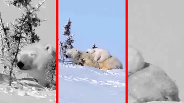 فیلم توله خرس قطبی و مادر در طبیعت برفی