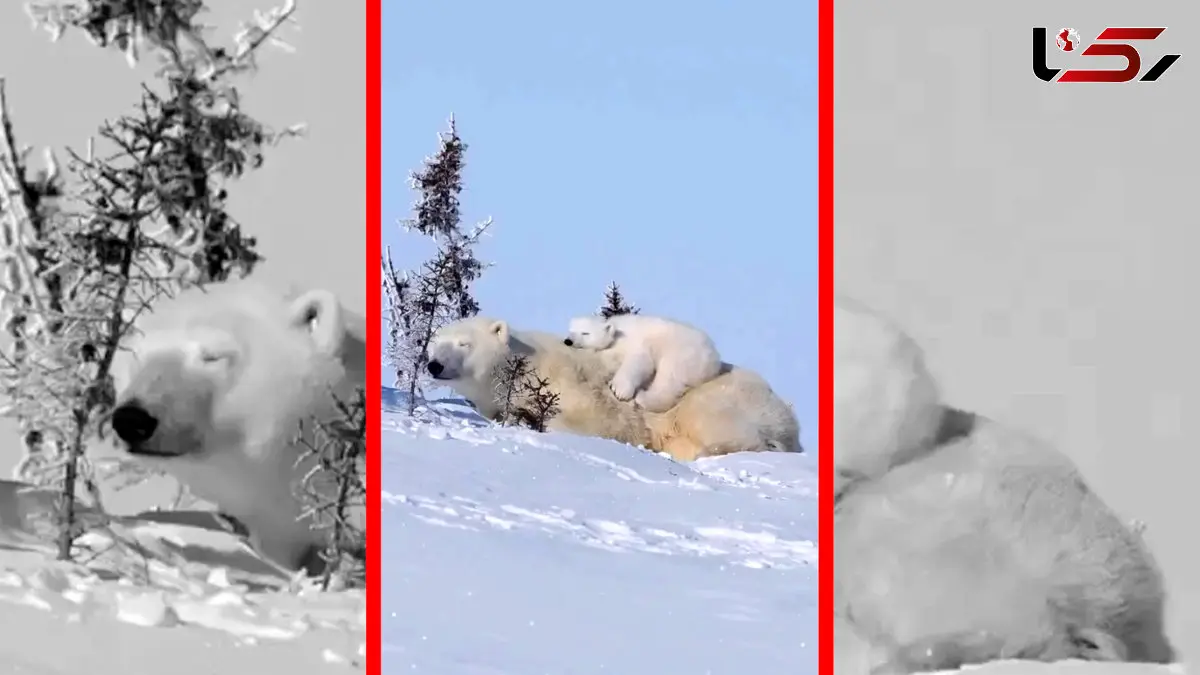 فیلم توله خرس قطبی و مادر در طبیعت برفی