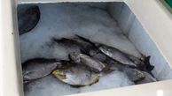 کشف  ماهی قاچاق در مرزهای شمالی  آذربایجان غربی