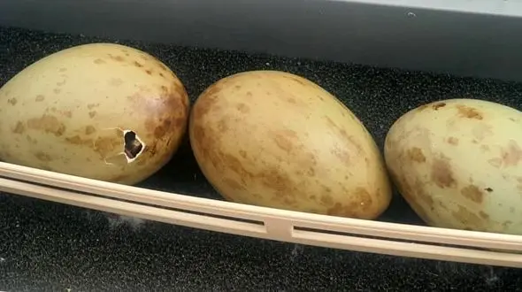 تولد جوجه‌های میش‌مرغ در بوکان؛ هدیه روز جهانی تنوع زیستی