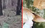 رواج جنگل تراشی در گیلان و مازندران / جنگل خواران فقط 6 ماه به زندان می روند + فیلم