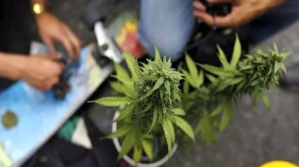 مشتریان ماریجوانا در تهران شناسایی شدند / پلیس وارد عمل شد