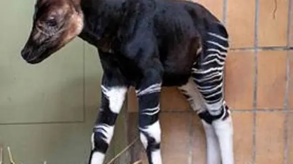  عجیب ترین حیوانات دنیا +تصاویر