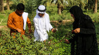 آغاز اولین برداشت چای قرمز در خوزستان 