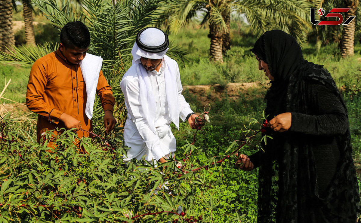 آغاز اولین برداشت چای قرمز در خوزستان 