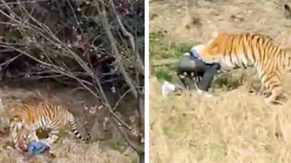 ببرها، مردی را مقابل چشمان خانواده‌اش خوردند +عکس