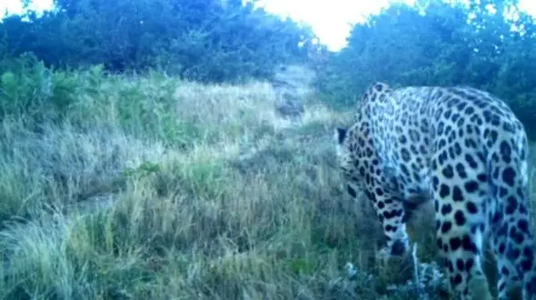 فیلم مشاهده یک قلاده پلنگ نر در گیلان