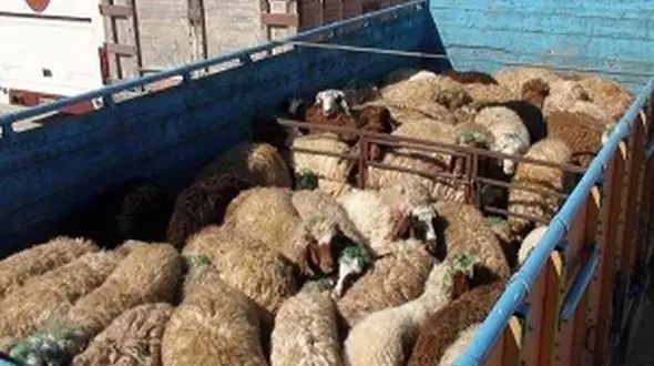 بازداشت دزدان ۲۸۴ راس احشام در سروستان 