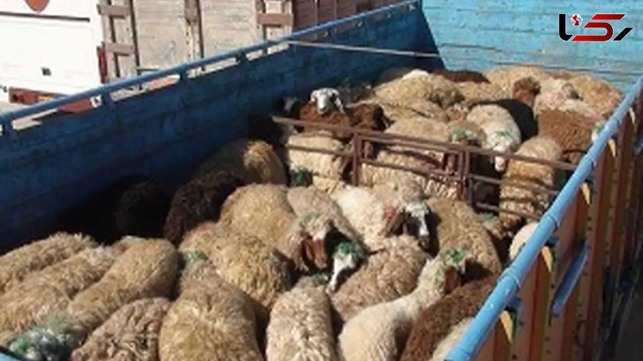بازداشت دزدان ۲۸۴ راس احشام در سروستان 