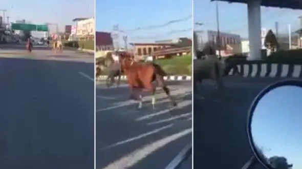منظره ای که در خیابان باعث ترس و تعجب همه شد! + فیلم