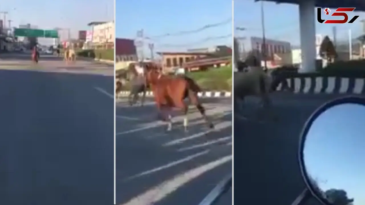 منظره ای که در خیابان باعث ترس و تعجب همه شد! + فیلم