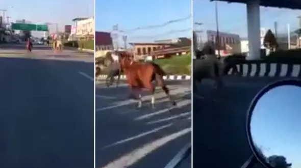 منظره ای که در خیابان باعث ترس و تعجب همه شد! + فیلم