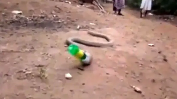 مار کبری بطری بلعیده را پس داد + فیلم عجیب