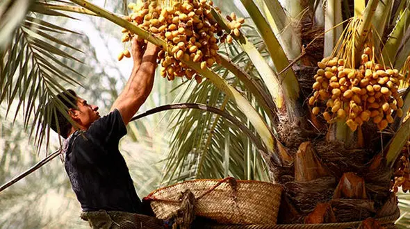 ببینید / خرما‌چینی به روش سنتی در شهرستان دشتی + فیلم