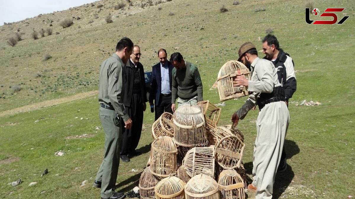 کشف ۱۳ قطعه کبک از شکارچی متخلف در بوکان