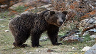  خرس وحشی پسر 16 ساله کوهرنگی را درید + عکس