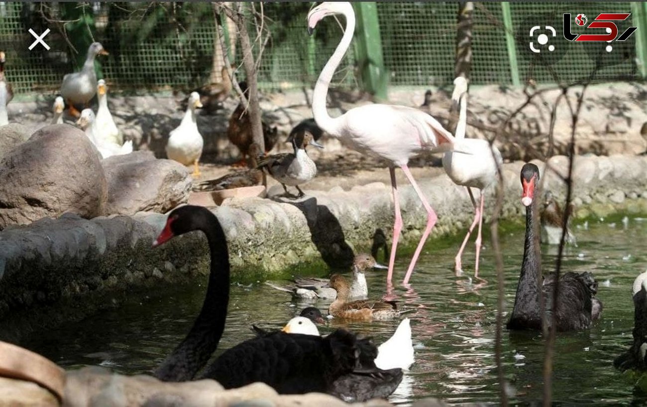 پرندگان دهکده حیات طبیعت قزوین واکسینه شدند