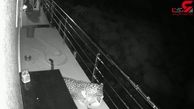 فیلم لحظه شکار سگ خانگی توسط پلنگ در حیاط ویلا