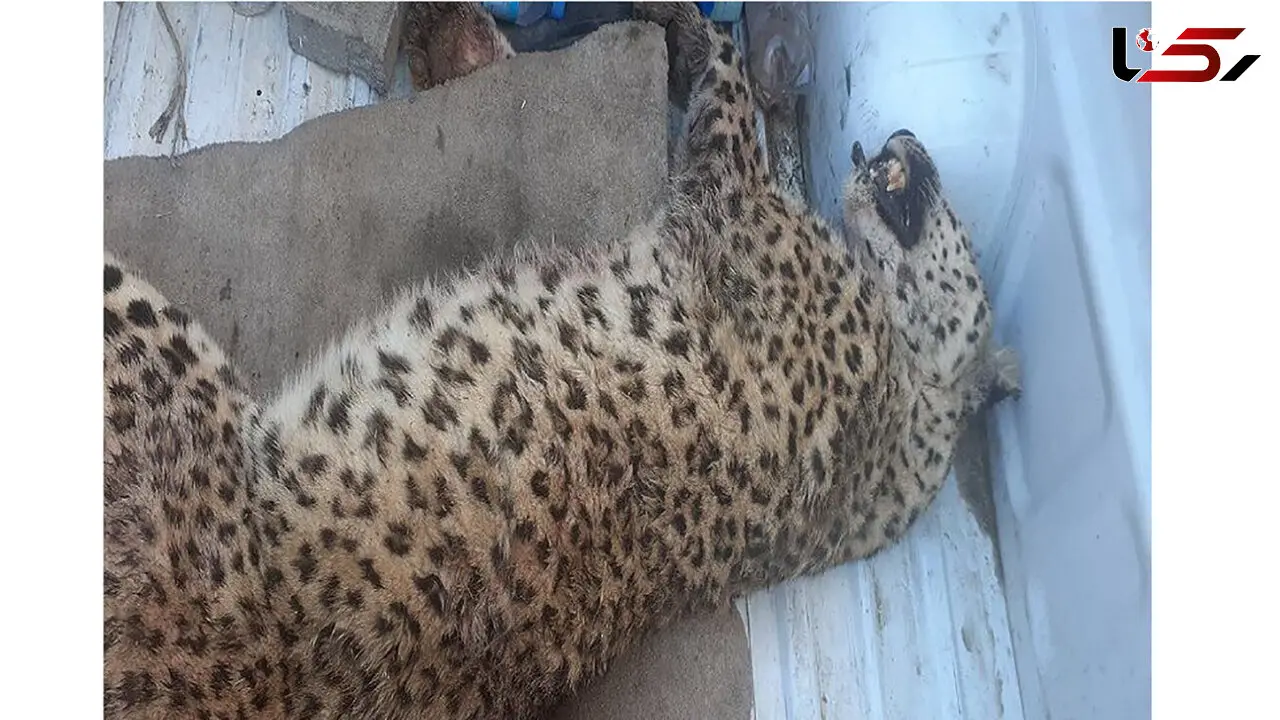 شلیک مرگبار مرد روستایی به پلنگ گرسنه در خراسان رضوی + عکس