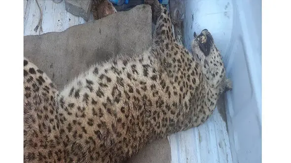 شلیک مرگبار مرد روستایی به پلنگ گرسنه در خراسان رضوی + عکس