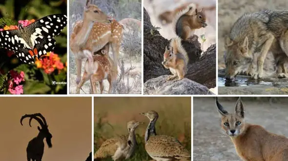 مستندهای حیات وحش / نبرد شکار و شکارچی در دل طبیعت + فیلم 