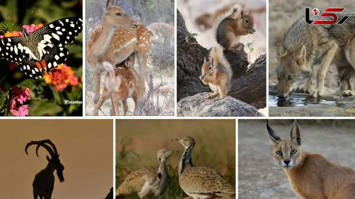 مستندهای حیات وحش / نبرد شکار و شکارچی در دل طبیعت + فیلم 