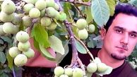 اشنایی با کشاورزی که سکه برداشت میکند : احداث باغ میوه با نهالستان برتر نهال
