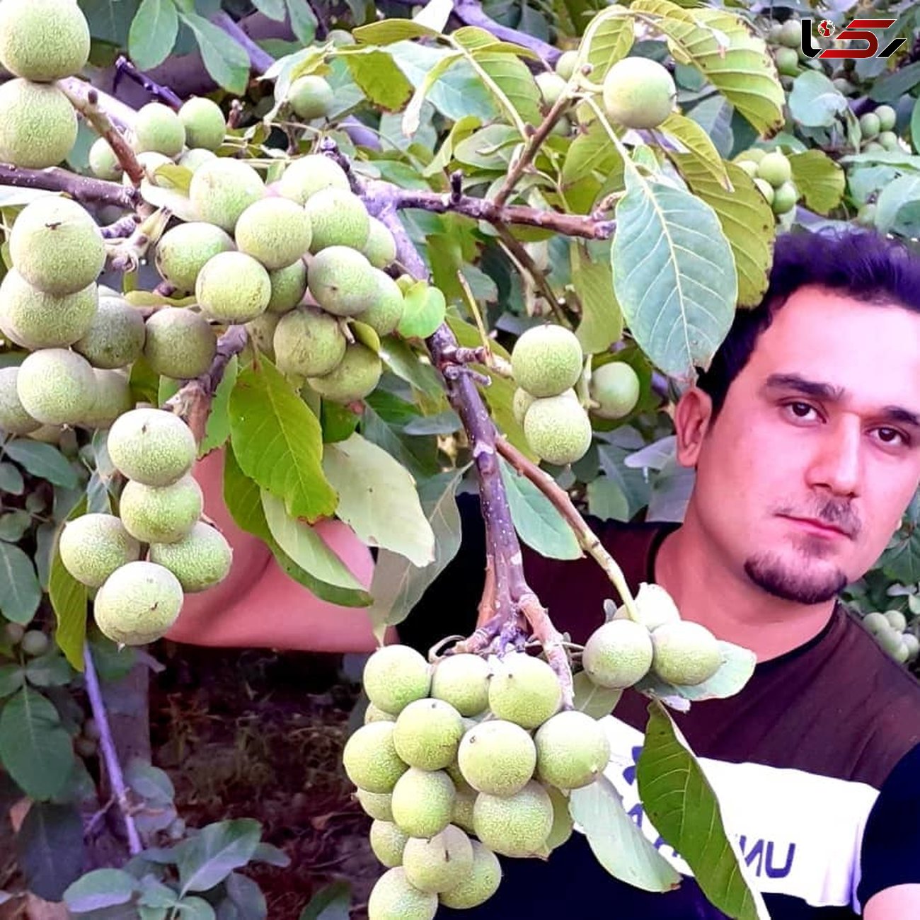 اشنایی با کشاورزی که سکه برداشت میکند : احداث باغ میوه با نهالستان برتر نهال