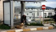 
سگ ترکیه‌ای یک سال است که به انتظار صاحبش در ایستگاه اتوبوس نشسته است + تصاویر
