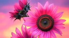 فال ابجد امروز 9 اردیبهشت 1405