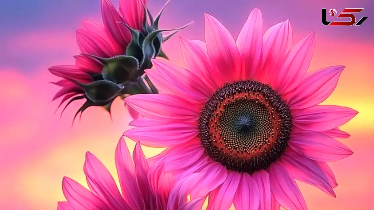 فال ابجد امروز 9 اردیبهشت 1405