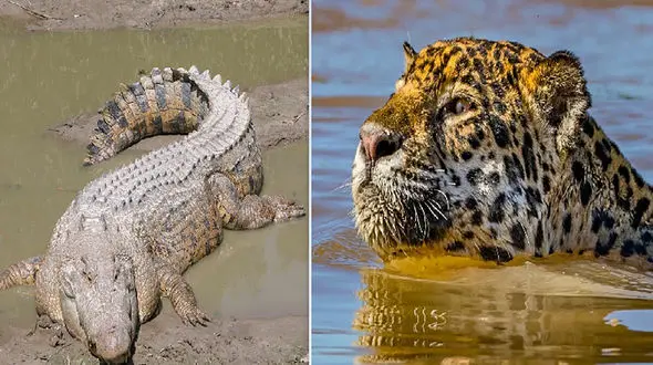 استاد شکار در آب را ببینید  / شکار حیرت انگیز یک تمساح توسط جگوار  + فیلم
