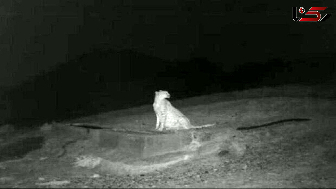 تصویر یک قلاده یوزپلنگ باردار در پارک ملی توران ثبت شد