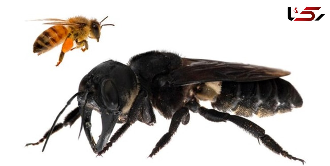 بزرگ‌ترین زنبور جهان پیدا شد+تصاویر