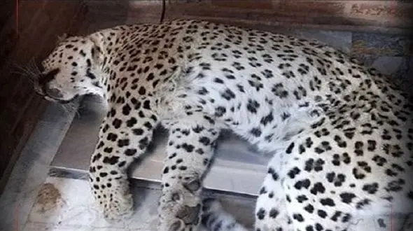 سرهنگ محبت خانی: رئیس محیط زیست قائمشهر از دو متری به پلنگ شلیک کرد + فیلم