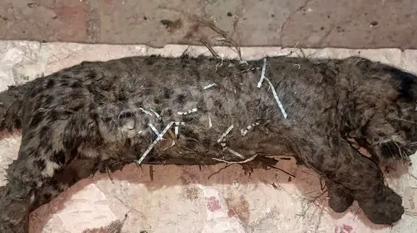 سیلاب باعث تلف شدن یک توله پلنگ در ساریگل اسفراین شد